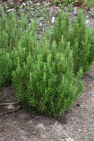 Rosemary BBQ Organic