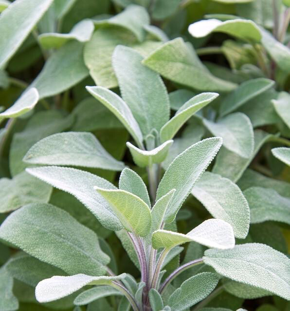 Sage Berggarten Organic