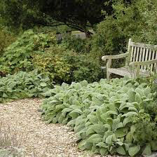 Lamb&#39;s Ear Organic