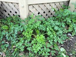 Parsley Italian Sal&#39;s Choice Organic