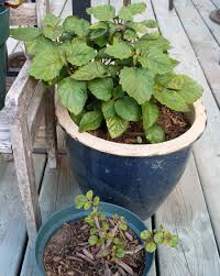 Patchouli Organic