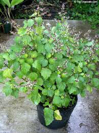 Patchouli Organic