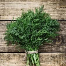 Dill Organic