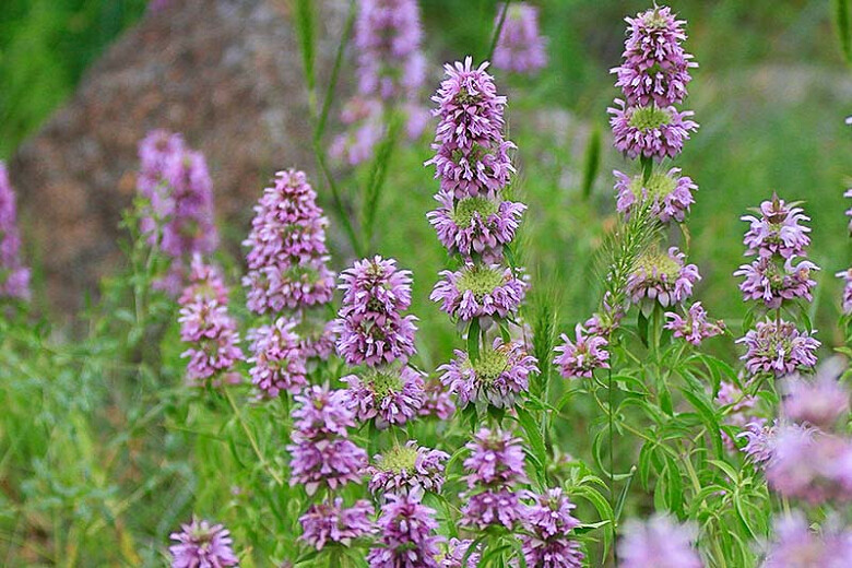 Bee Balm Lemon Organic