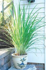 Lemon Grass Asian West Indian Organic