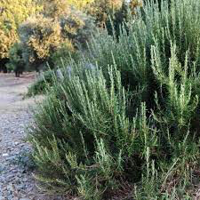 Rosemary BBQ Organic