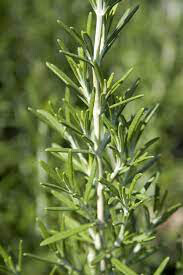 Rosemary BBQ Organic