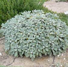 Sage Berggarten Organic
