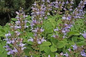 Sage Berggarten Organic