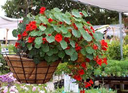 Nasturtium Empress of India Organic