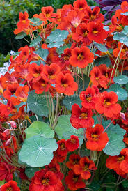 Nasturtium Empress of India Organic