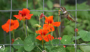 Nasturtium Empress of India Organic