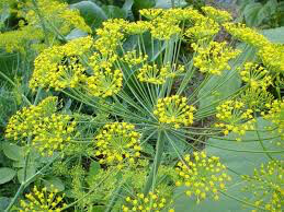 Dill Organic