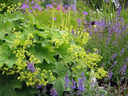 Lady&#39;s Mantle Organic