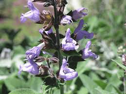 Sage Berggarten Organic