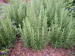 Rosemary Sal&#39;s Choice Organic