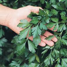 Parsley Italian Sal&#39;s Choice Organic
