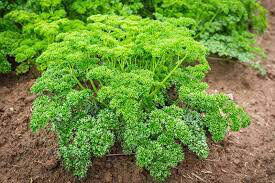 Parsley Curled Organic