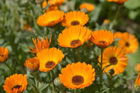 Calendula Kablouna