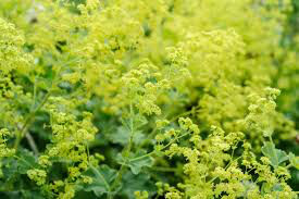 Lady&#39;s Mantle Organic
