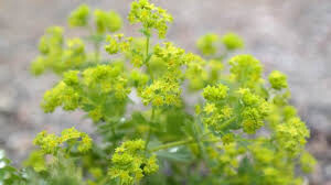 Lady&#39;s Mantle Organic