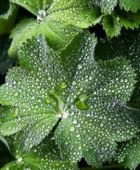 Lady&#39;s Mantle Organic