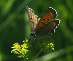 Lady's Mantle Organic