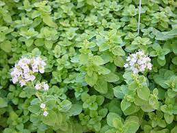 Marjoram Dwarf Organic