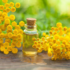 Tansy Organic