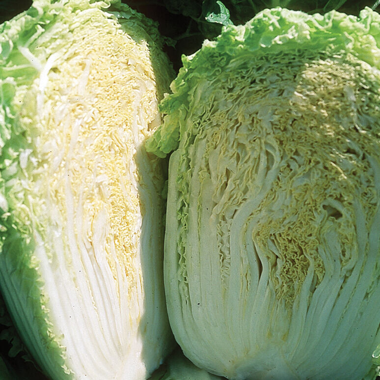 Cabbage Minute Chinese Organic 6-Pack