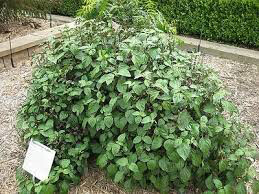 Patchouli Organic