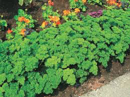 Parsley Curled Organic