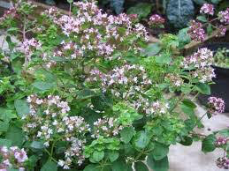 Marjoram Dwarf Organic