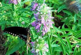 Bee Balm Lemon Organic