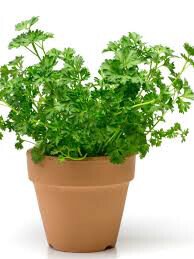 Parsley Italian Sal&#39;s Choice Organic