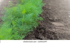 Dill Organic