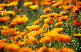 Calendula Kablouna