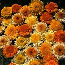 Calendula Kablouna