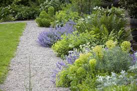 Lady&#39;s Mantle Organic