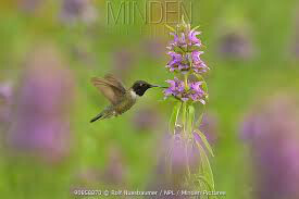 Bee Balm Lemon Organic