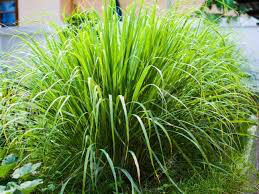 Lemon Grass Asian West Indian Organic