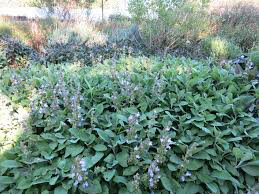 Sage Berggarten Organic