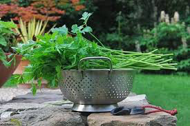 Parsley Italian Sal&#39;s Choice Organic
