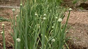 Leek Organic