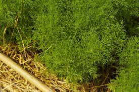 Dill Organic