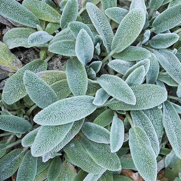 Lamb&#39;s Ear Organic