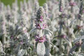 Lamb&#39;s Ear Organic