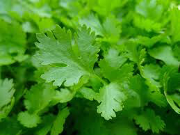 Parsley Italian Sal&#39;s Choice Organic