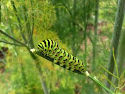 Dill Organic