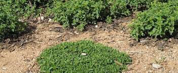 Marjoram Dwarf Organic